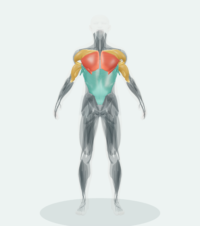 Front view of the 3D anatomy reference for Barbell Flat Bench Press. Muscle roles are listed alongside.