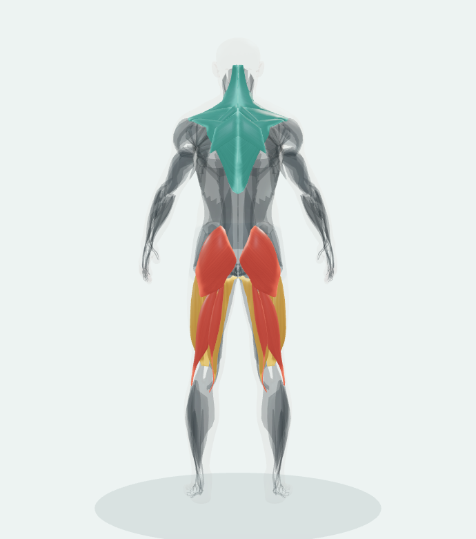 Back view of the 3D anatomy reference for Conventional Deadlift.