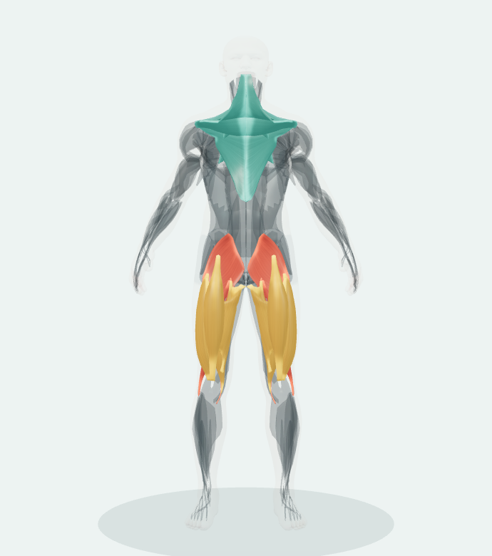 Front view of the 3D anatomy reference for Conventional Deadlift. Muscle roles are listed alongside.