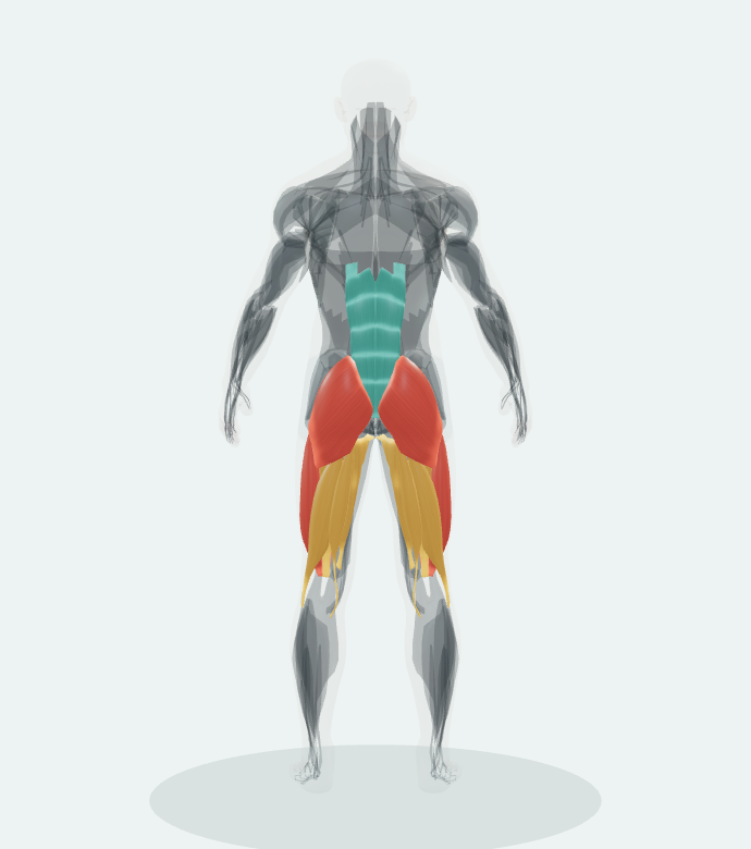 Back view of the 3D anatomy reference for Back Squat (Low Bar).